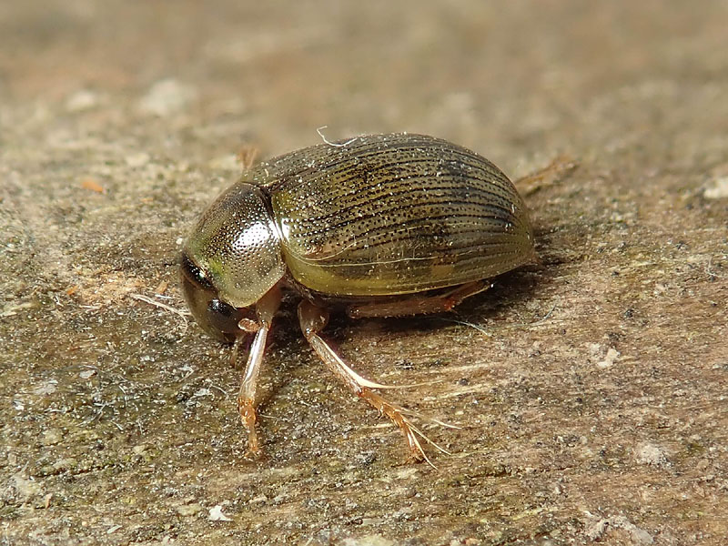 Dytiscidae da id.; No, Hydrophilidae, Berosus spinosus (cfr.)